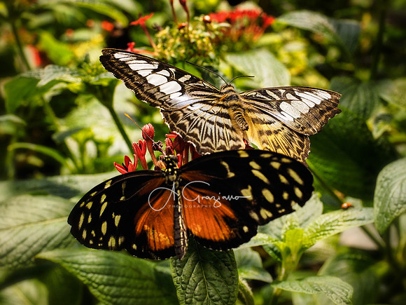 Butterfly Workshop at LI Aquarium