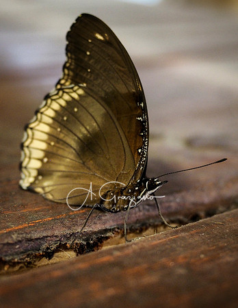 Butterfly Workshop at LI Aquarium