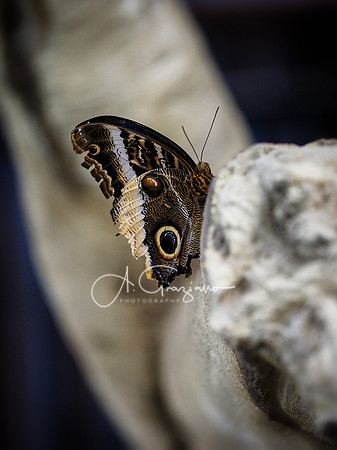 Butterfly Workshop at LI Aquarium