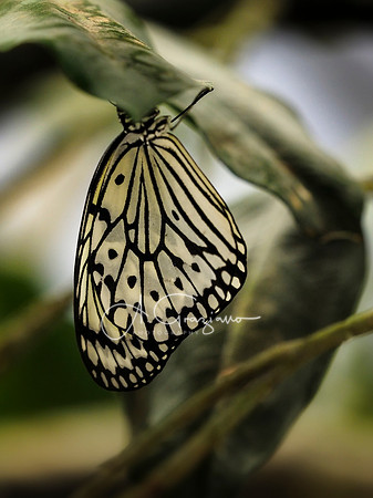 Butterfly Workshop at LI Aquarium