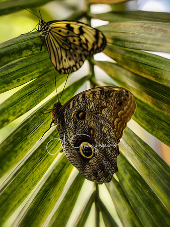 Butterfly Workshop at LI Aquarium