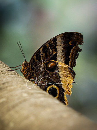 Butterfly Workshop at LI Aquarium