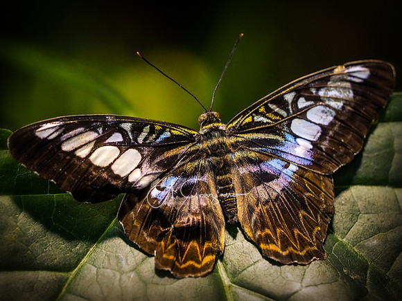 Butterfly Workshop at LI Aquarium