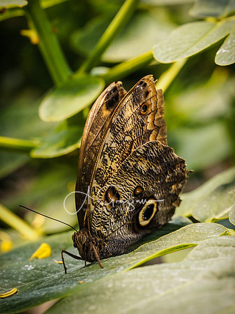 Butterfly Workshop at LI Aquarium