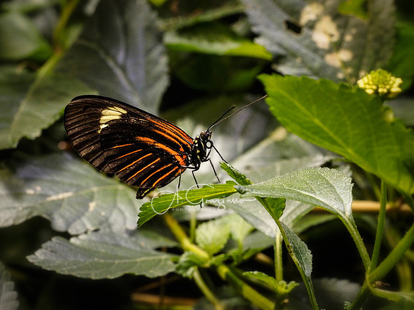 Butterfly Workshop at LI Aquarium