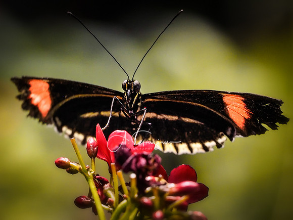 Butterfly Workshop at LI Aquarium