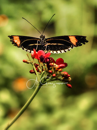 Butterfly Workshop at LI Aquarium