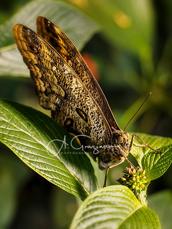 Butterfly Workshop at LI Aquarium