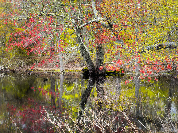 Maple Swamp Preserve, Flanders