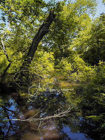 Sagg Swamp Preserve, Bridgehampton