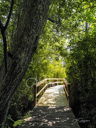 Sagg Swamp Preserve, Bridgehampton