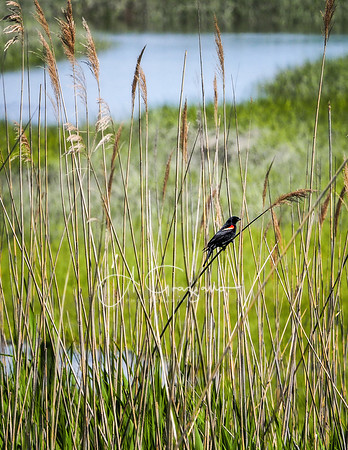 Wading River Preserve