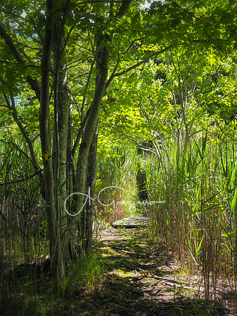 Wading River Preserve