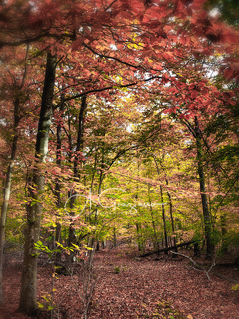 Wildlife Sanctuary at Big Woods