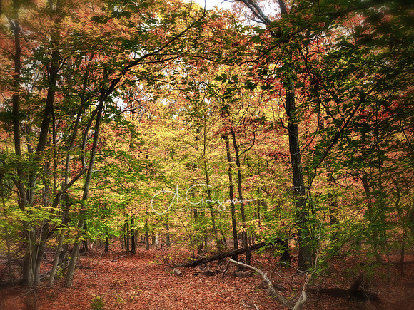 Wildlife Sanctuary at Big Woods