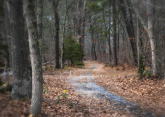 Pine Neck Nature Sanctuary