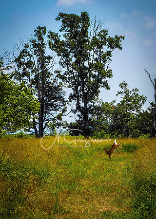 Merrill Lake Sanctuary