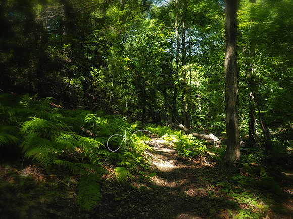 Uplands Farm Preserve