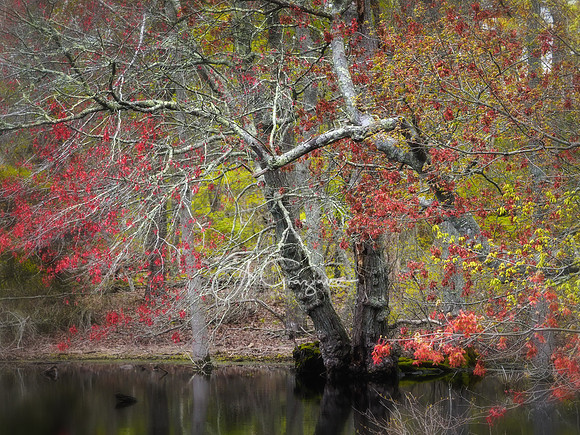 Maple Swamp Preserve, Flanders