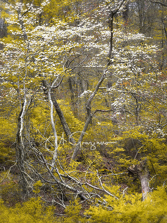 Maple Swamp Preserve, Flanders