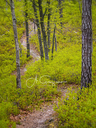 Maple Swamp Preserve, Flanders