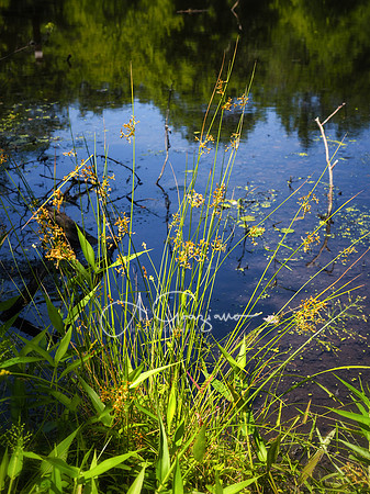 South Shore Nature Center - a.k.a. Orr Preserve, East Islip