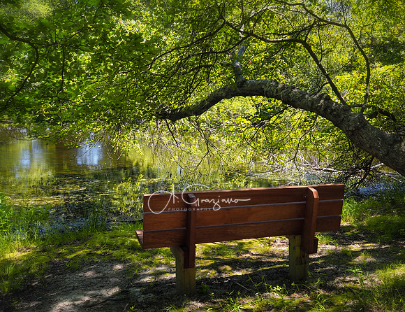 South Shore Nature Center - a.k.a. Orr Preserve, East Islip