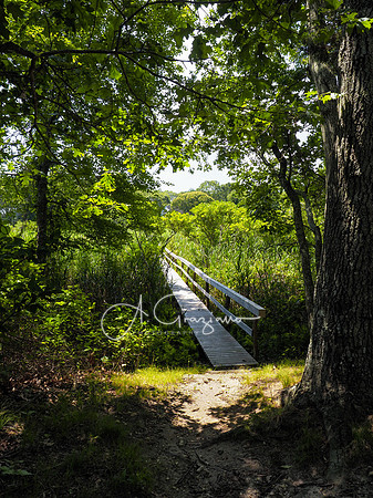 Husing Pond Preserve
