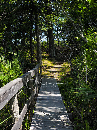 Husing Pond Preserve