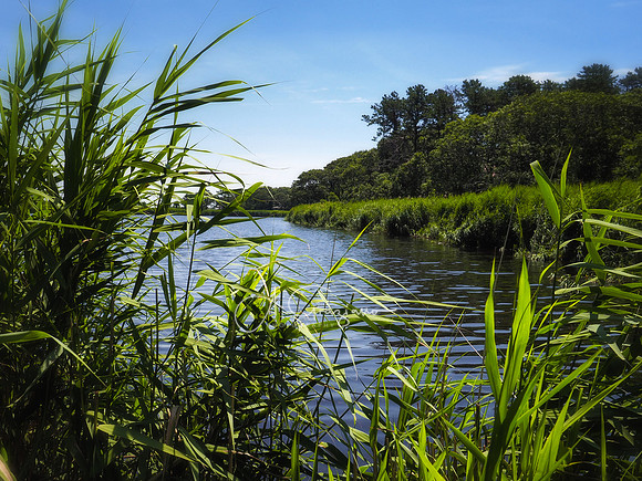 Husing Pond Preserve