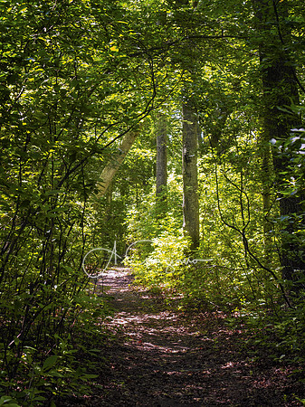 Sagg Swamp Preserve, Bridgehampton
