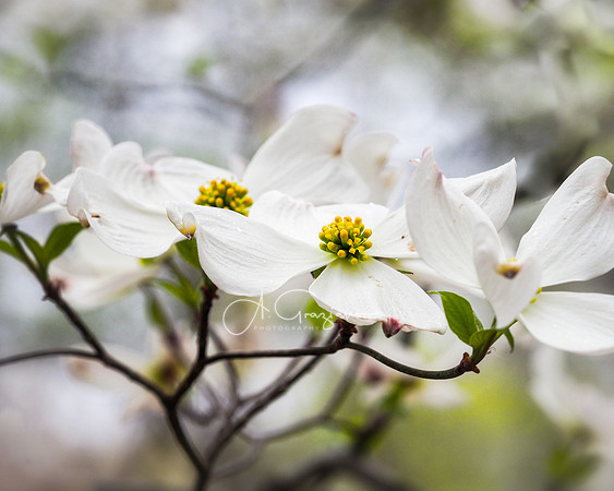 Simple Beauty - Brookhaven SP - Dogwoods