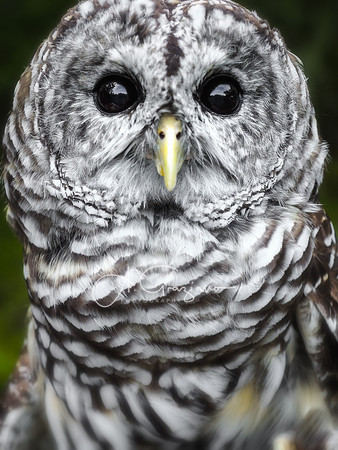 Barred Owl