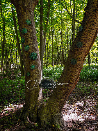CEED Art on the Trail 2024