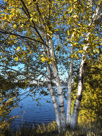 Adirondack Autumn