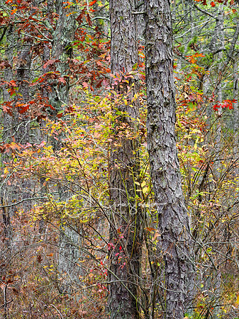 Nature's Artists - Quogue Wildlife Refuge