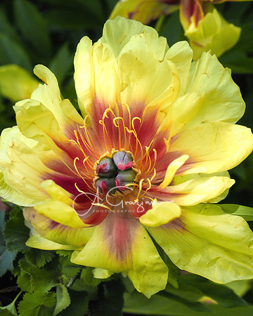 Radiance - Peconic River Herb Farm
