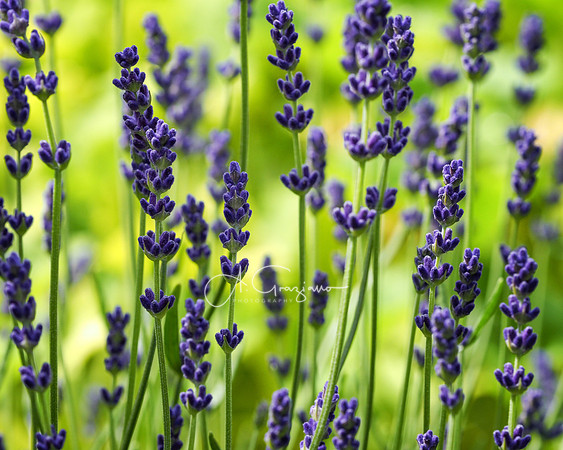 Spring Greeting - Peconic River Herb Farm