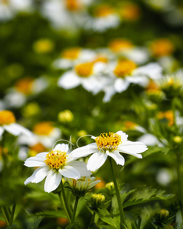 Peconic River Herb Farm