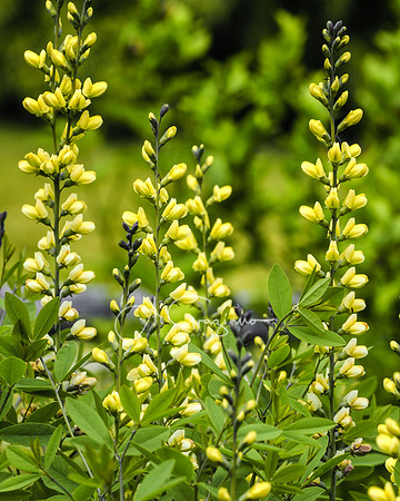 Peconic River Herb Farm