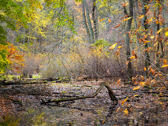 David Weld Preserve