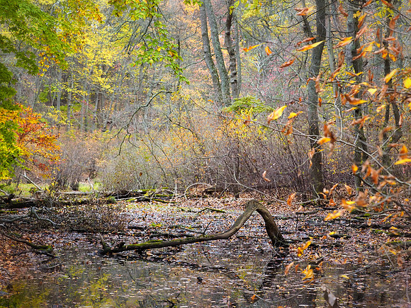 David Weld Preserve