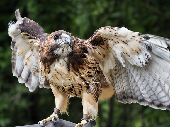 Sweetbriar Nature Center 2023