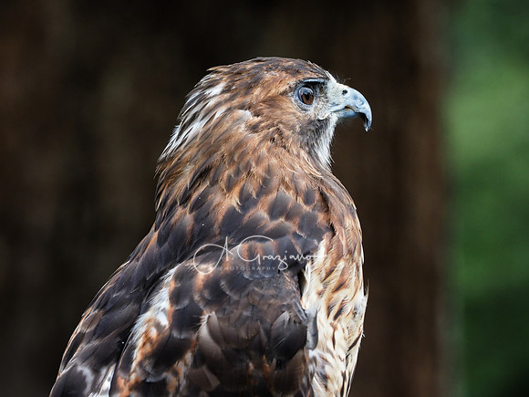Sweetbriar Nature Center 2023