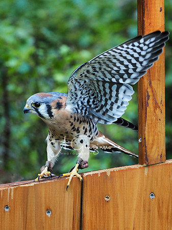 Sweetbriar Nature Center 2023