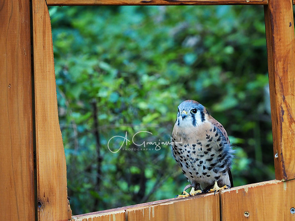 Sweetbriar Nature Center 2023
