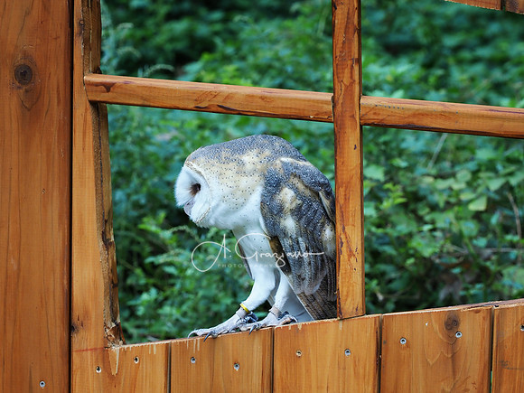 Sweetbriar Nature Center 2023