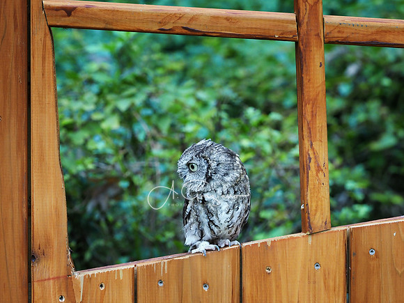 Sweetbriar Nature Center 2023