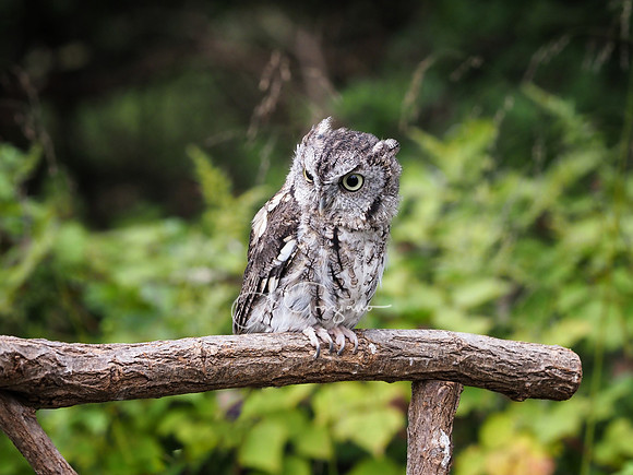 Sweetbriar Nature Center 2023