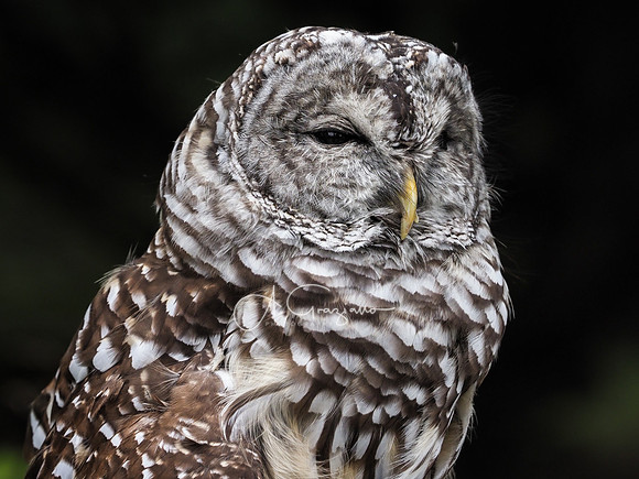 Sweetbriar Nature Center